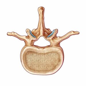 dibujo de vertebra